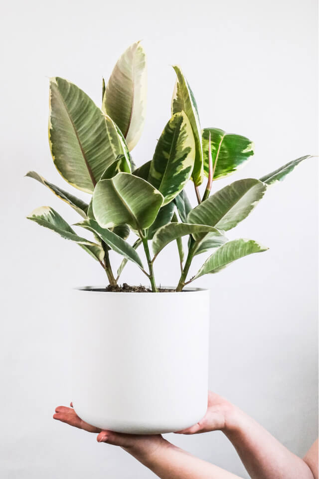 Calathea Beauty Star - 图片 2